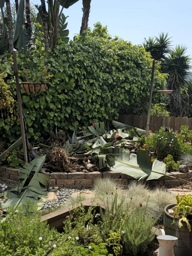 Trusted yard maintenance in Ramona, CA - Artistic Arborist