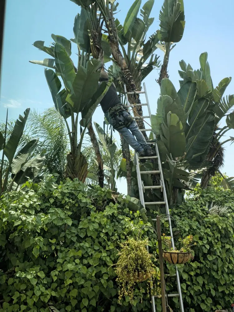 Professional yard cleanup service in Ramona, CA by Artistic Arborist