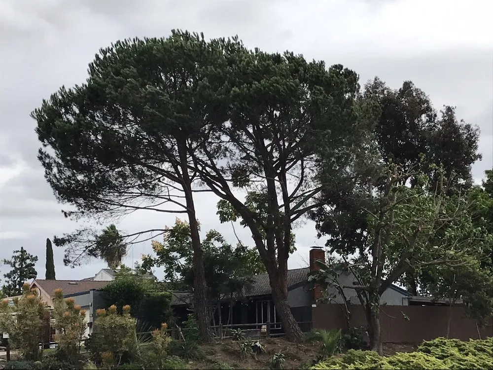 Reliable yard maintenance in Ramona, CA by Artistic Arborist