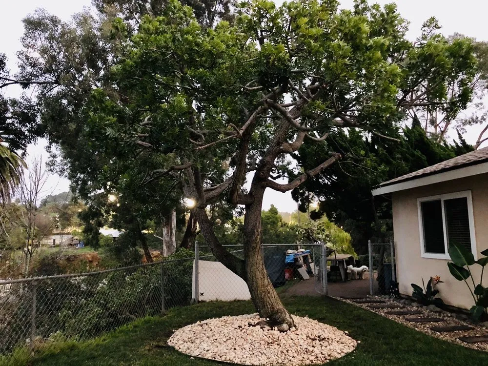 Local lawn care service for residential properties in Ramona, CA by Artistic Arborist