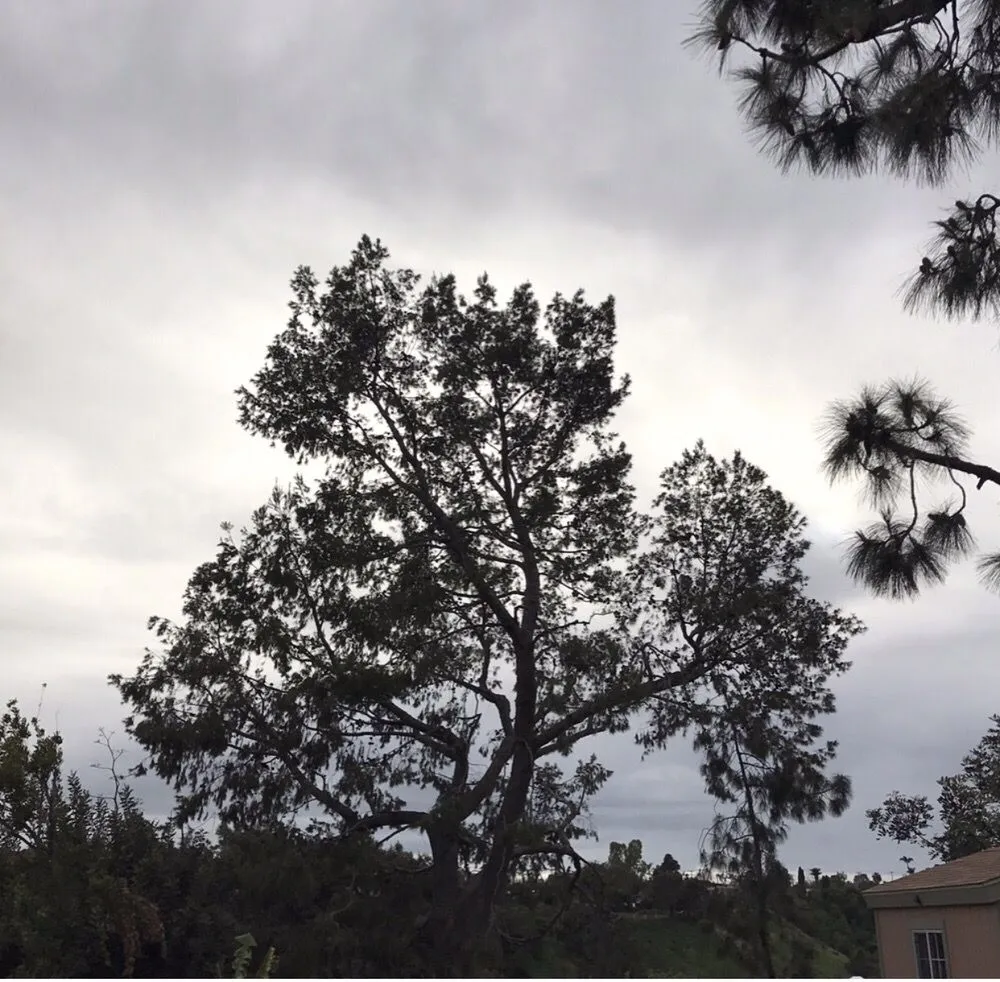 Professional residential landscaping experts serving Ramona, CA - Artistic Arborist