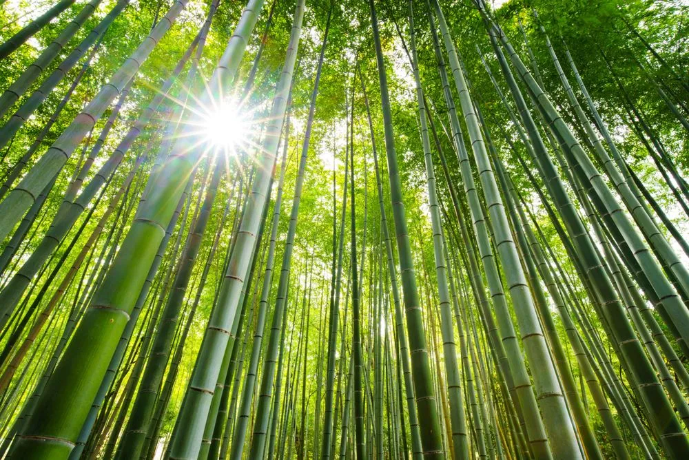 Custom outdoor landscaping in Edison, NJ - Artistic Bamboo