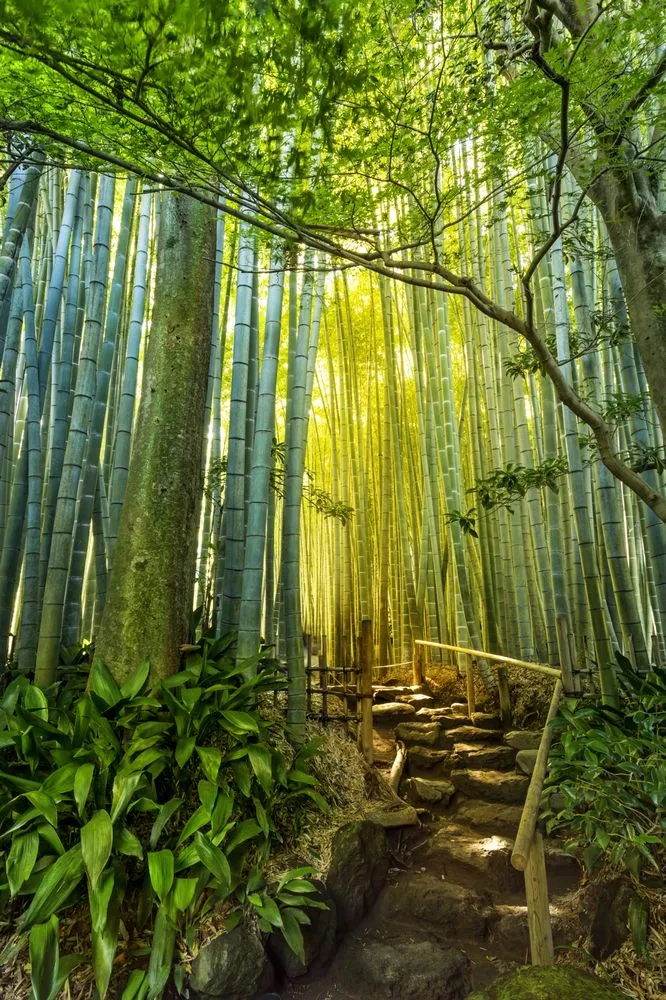 Trusted outdoor landscaping in Edison, NJ - Artistic Bamboo