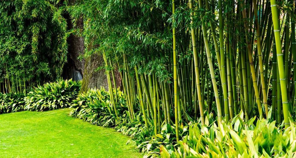 Local lawn care service with custom design across Edison, NJ - Artistic Bamboo