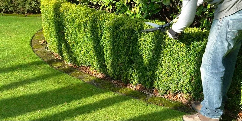 Professional yard cleanup service for year-round maintenance in Indio, CA by Artistic Landcare