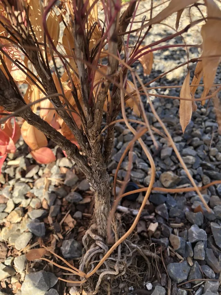 Custom landscape design in Nampa, ID by Artistic Landscaping & Nursery