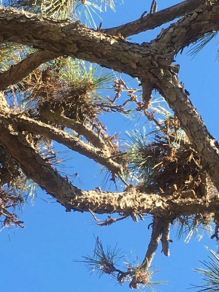 Professional landscaping services for year-round maintenance in Lake Forest, CA by Artistic Maintenance