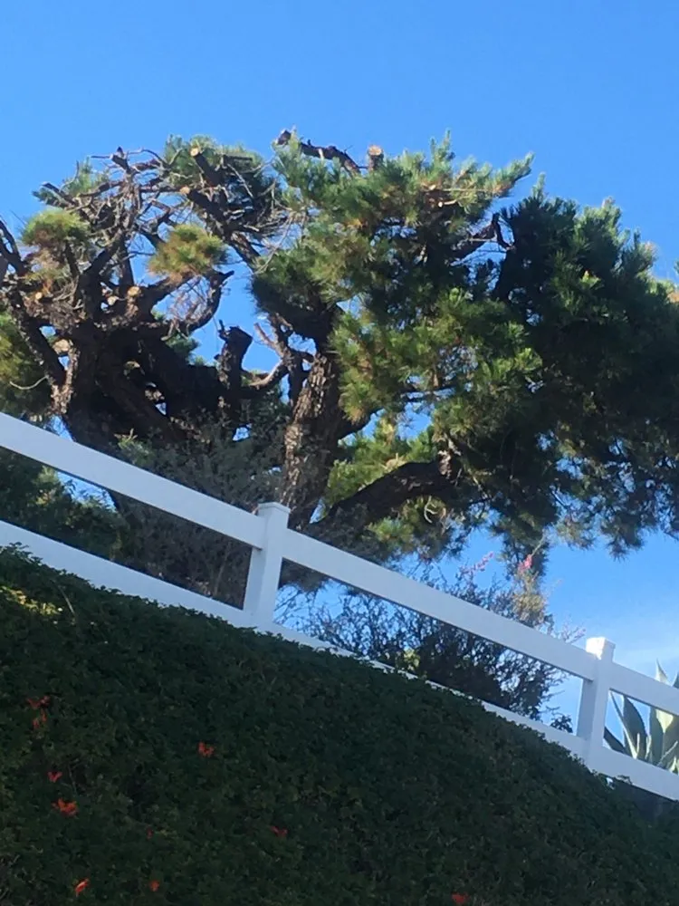 Top-rated lawn care service in Lake Forest, CA by Artistic Maintenance