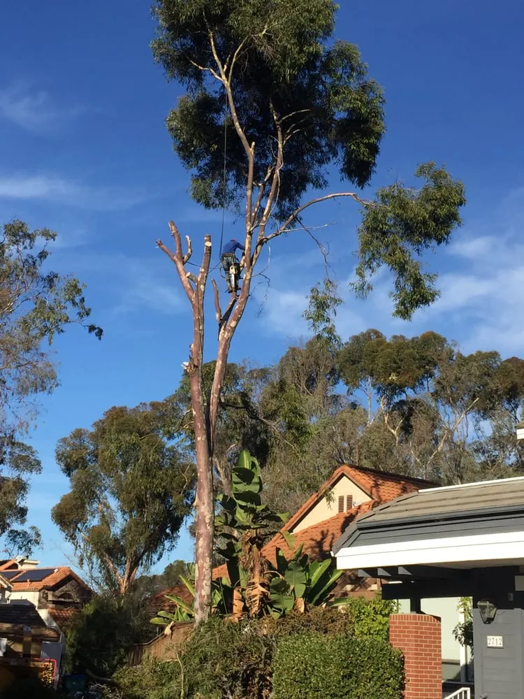 Reliable residential landscaping in San Marcos, CA by Artistic Solutions Landscaping