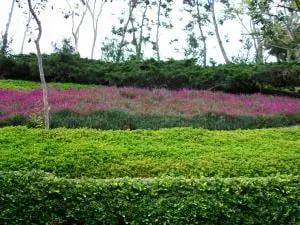 Expert garden landscaping in San Marcos, CA by Artistic Solutions Landscaping