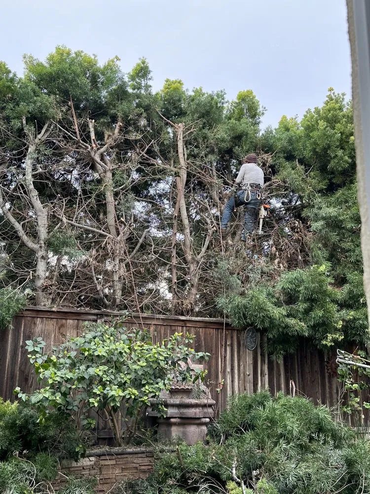 Professional garden landscaping experts serving San Marcos, CA - Artistic Solutions Landscaping