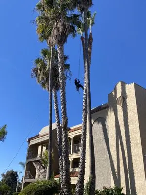 Artistic Solutions Landscaping Logo