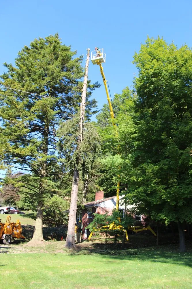 Top-rated yard maintenance for outdoor upgrades across Gibsonia, PA - Artistic Tree & Landscape Creations