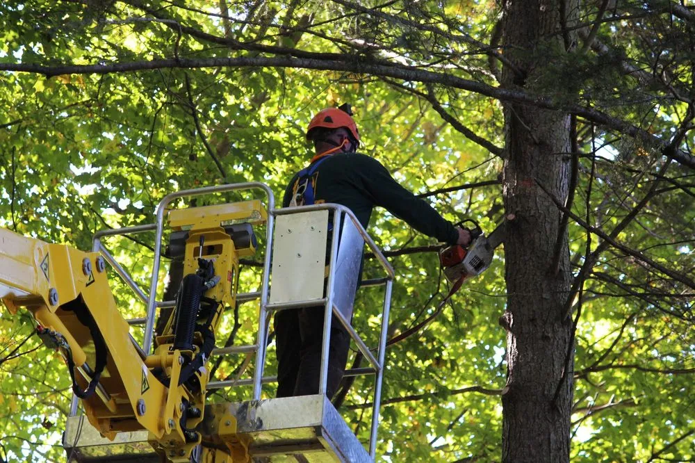 Expert yard maintenance in Gibsonia, PA - Artistic Tree & Landscape Creations