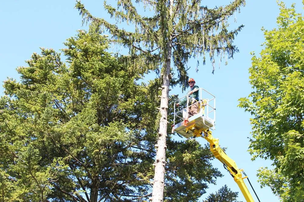 Professional yard maintenance in Gibsonia, PA by Artistic Tree & Landscape Creations