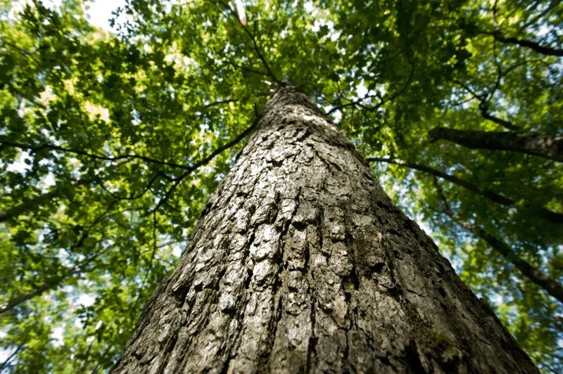 Top-rated landscape design in Saint louis, MO by Artistic Tree & Landscaping