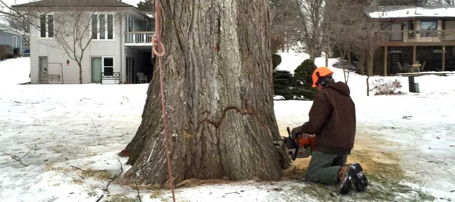 Affordable yard cleanup service for residential properties across Saint louis, MO - Artistic Tree & Landscaping