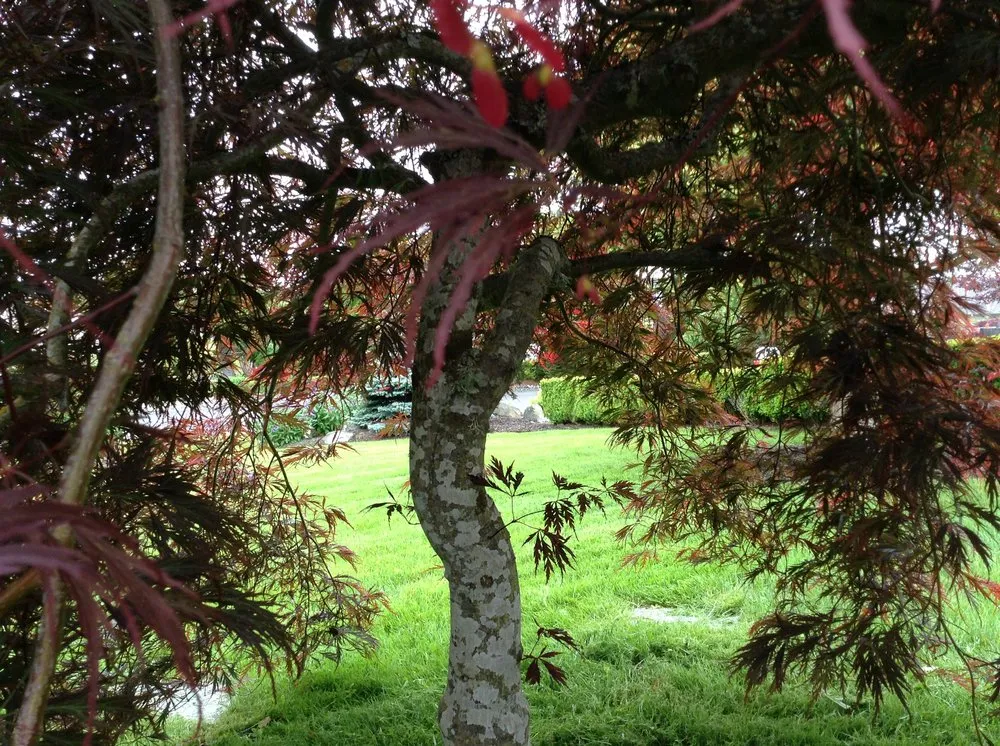 Custom lawn care service experts serving Stanwood, WA - Artland