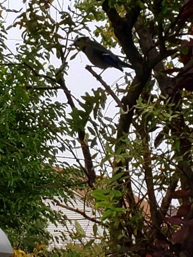 Affordable lawn mowing service experts serving Westland, MI - Artman's Nursery & Landscape Supply