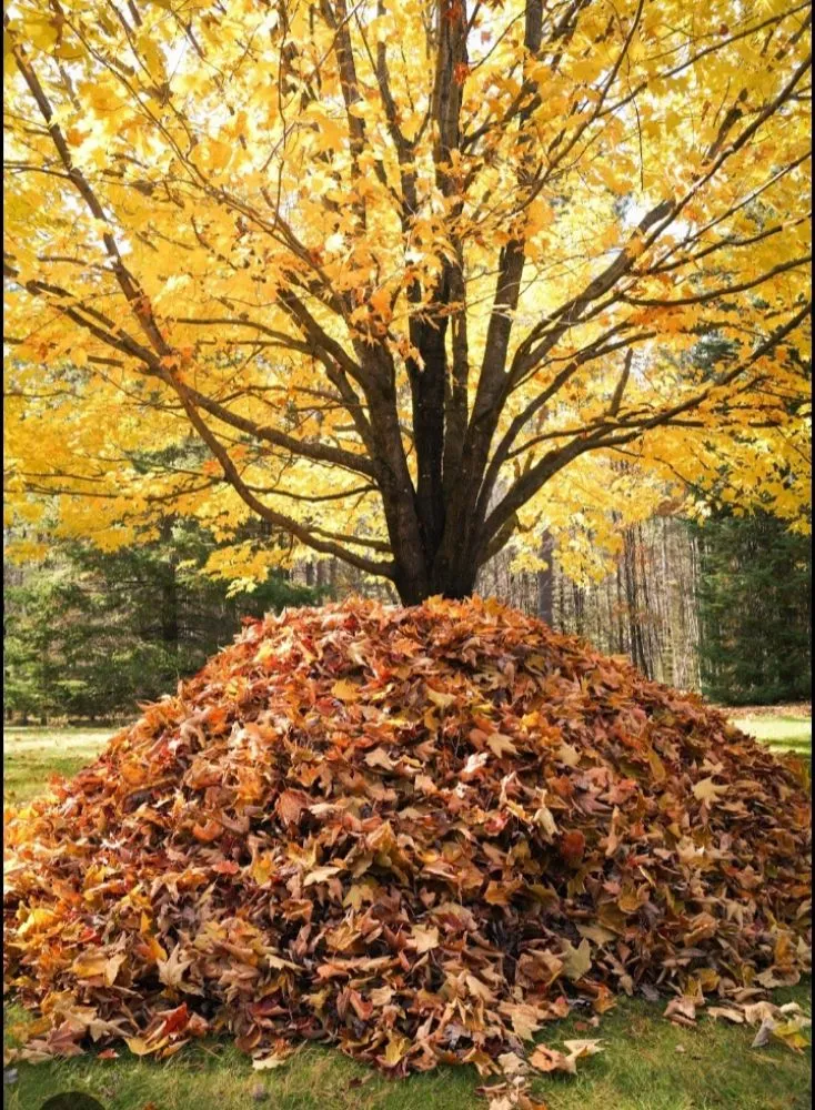 Professional landscaping services in Madisonville, KY - Arts Lawn Care