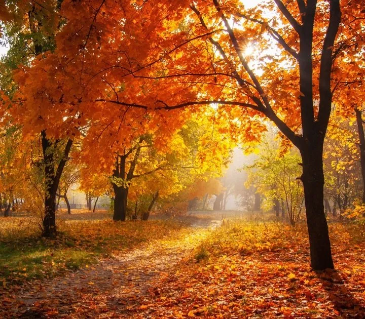 Professional outdoor landscaping in Madisonville, KY - Arts Lawn Care