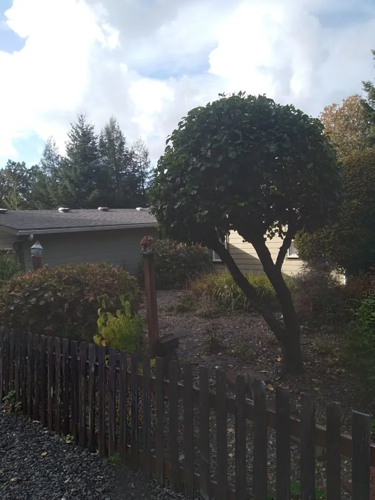 Expert yard cleanup service experts serving North Bend, OR - Art's Tree Services