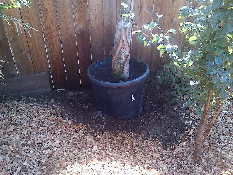 Affordable lawn care service with custom design in Redwood City, CA by Artscapes