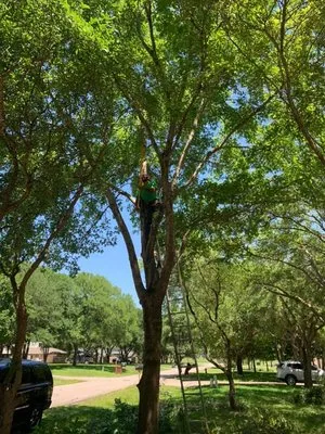 Arturo García Tree and Lawn Service