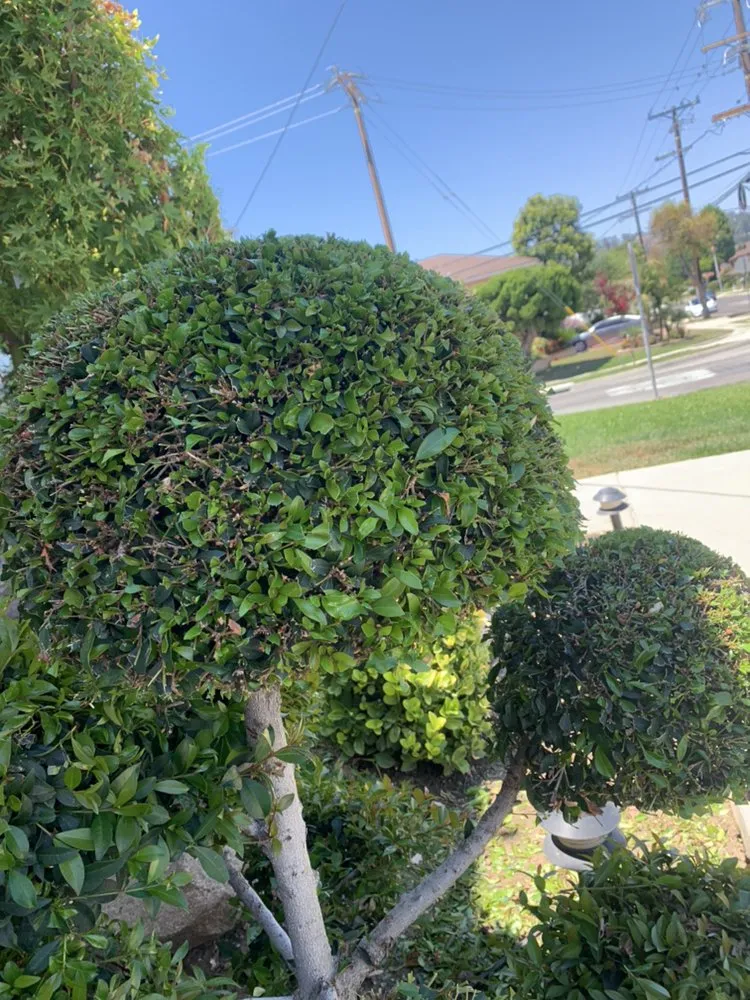 Affordable yard maintenance experts serving Industry, CA - Arturos Landscaping