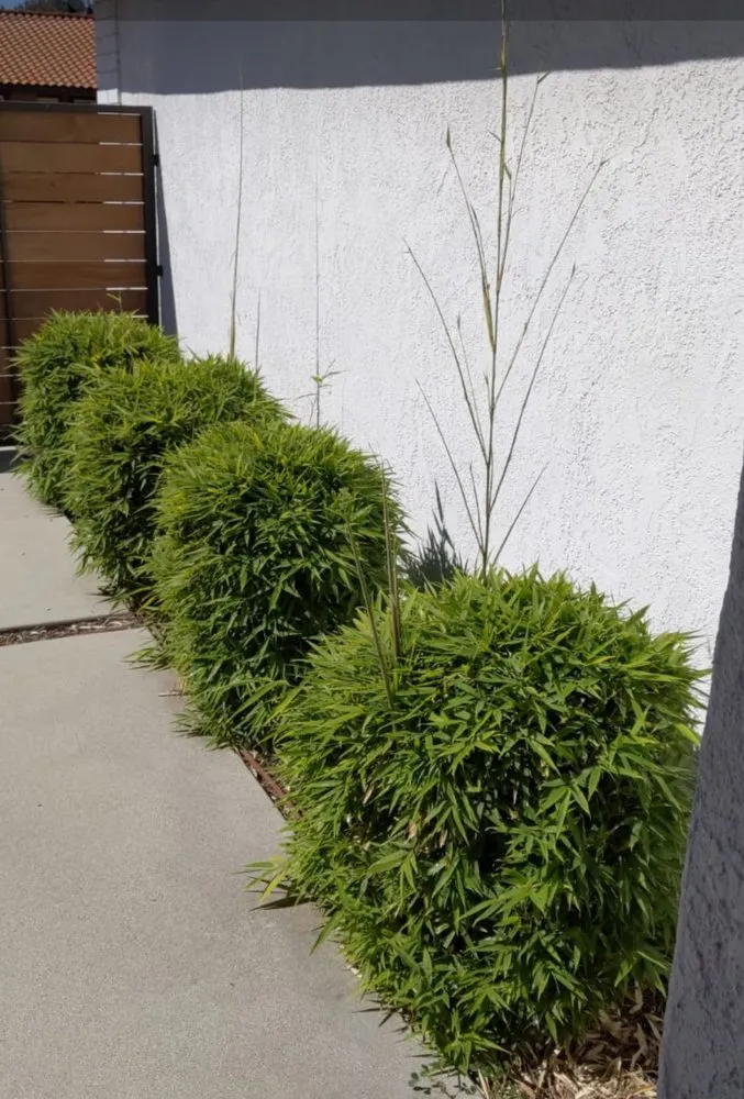 Affordable lawn mowing service in Industry, CA by Arturos Landscaping