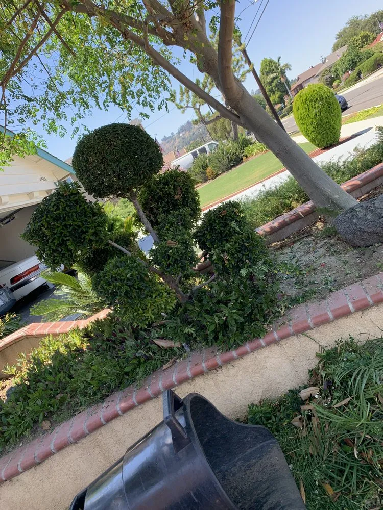 Custom yard cleanup service experts serving Industry, CA - Arturos Landscaping