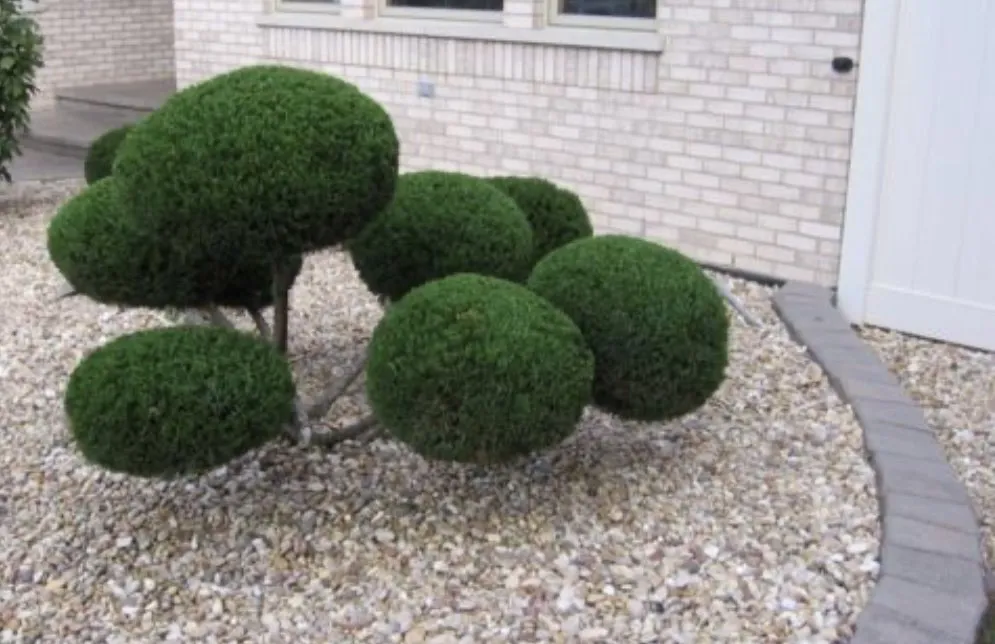 Local lawn care service in Anderson, IN - Artwork Landscaping