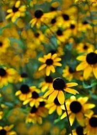 Top-rated landscape design for beautiful yards in Cary, NC by Artworks Landscaping & Design