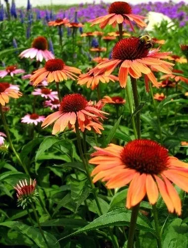 Local landscaping services experts serving Cary, NC - Artworks Landscaping & Design