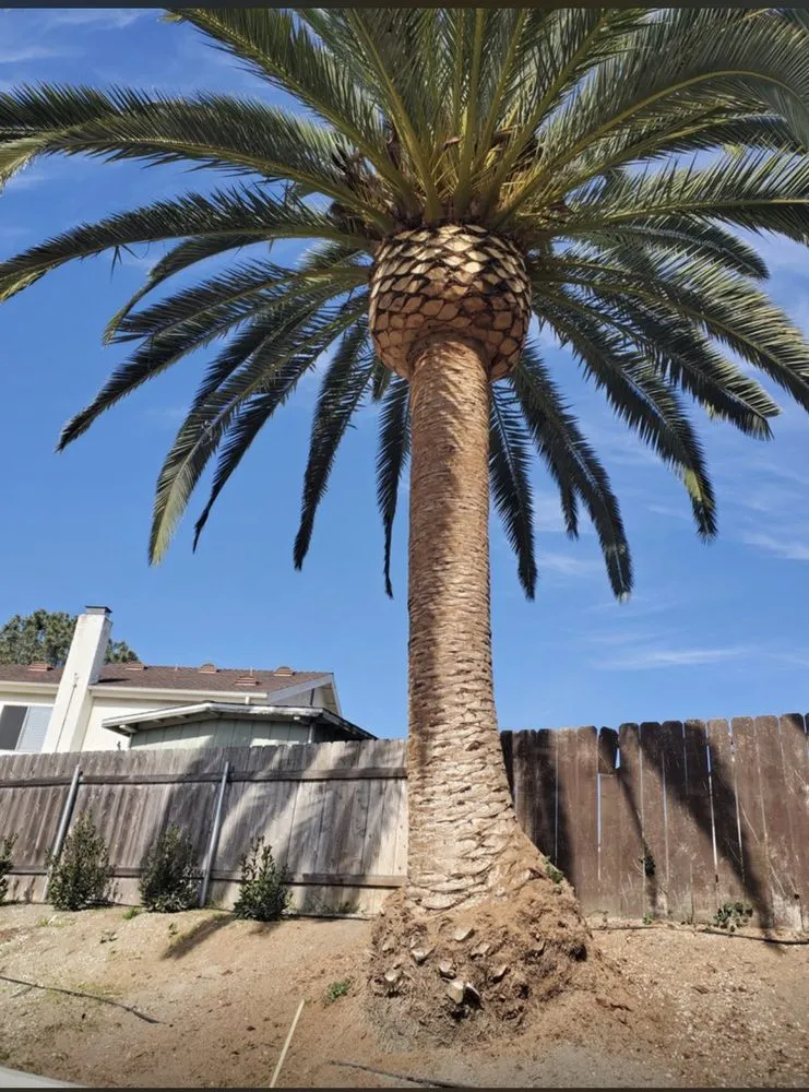 Professional lawn mowing service for outdoor upgrades in Temecula, CA by A's Arbor Care & Landscape