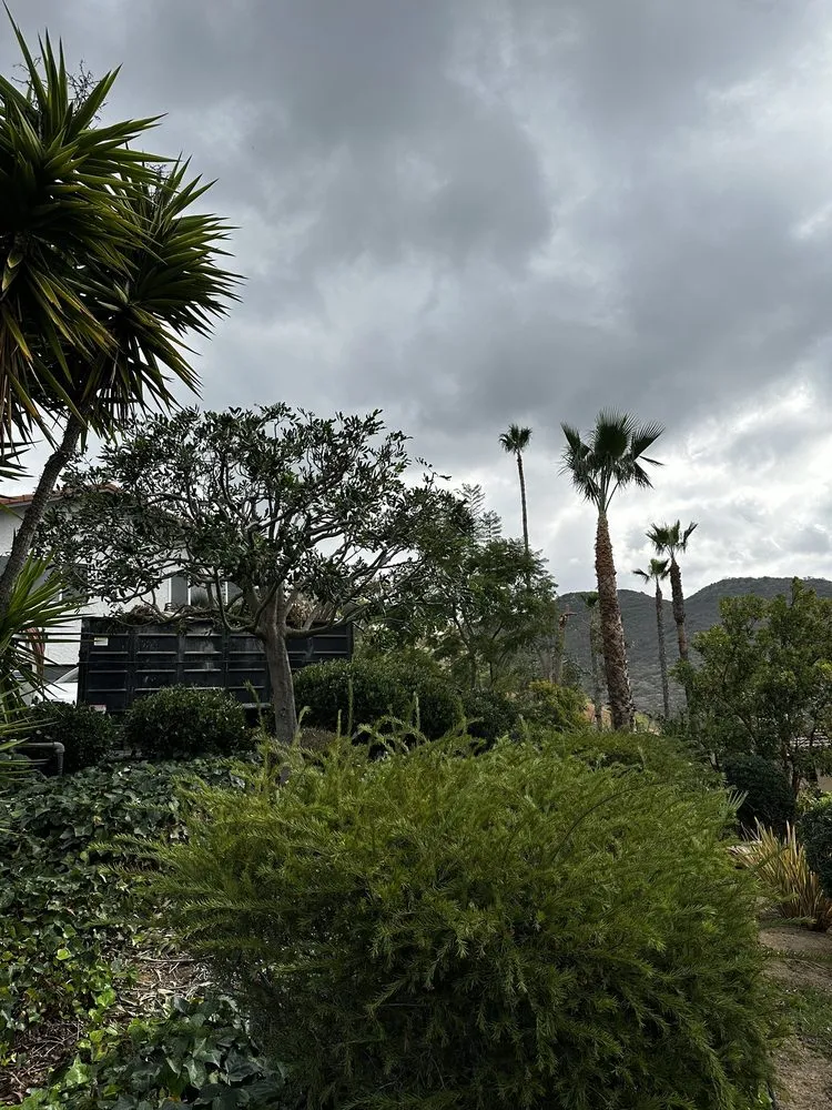 Affordable outdoor landscaping in Carlsbad, CA - A's Arbor Care