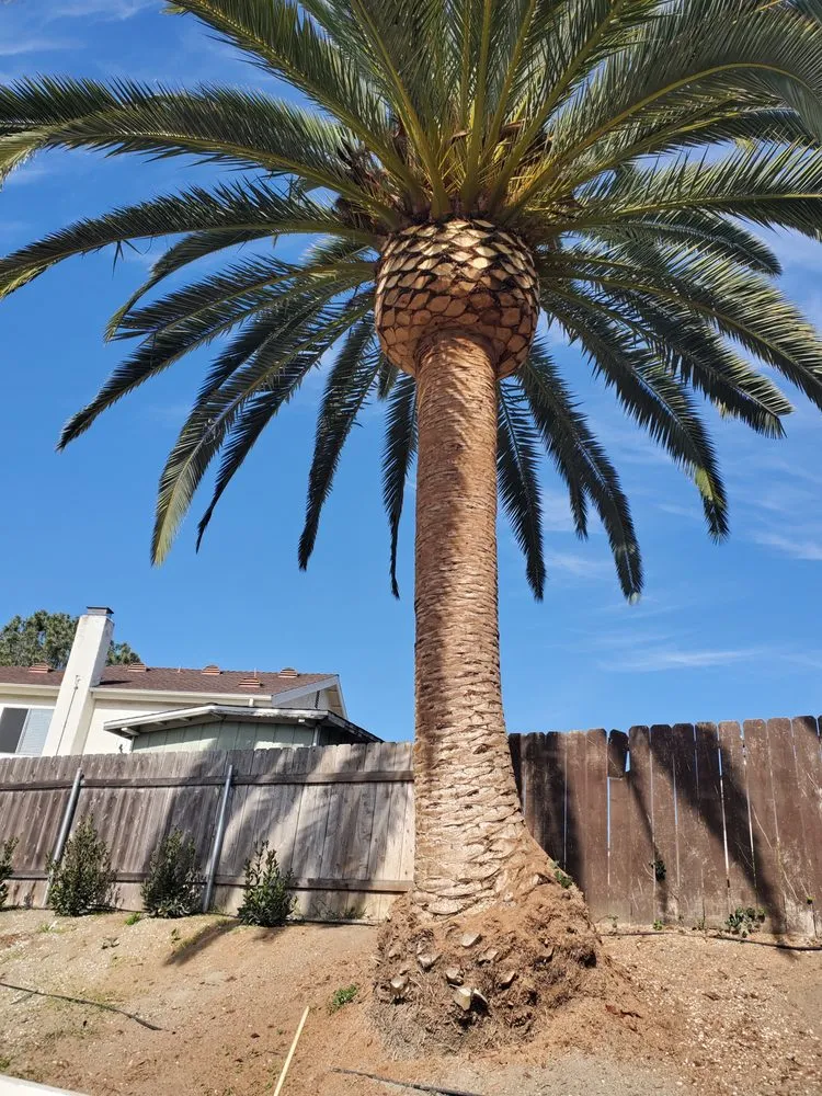 Top-rated lawn mowing service experts serving Carlsbad, CA - A's Arbor Care