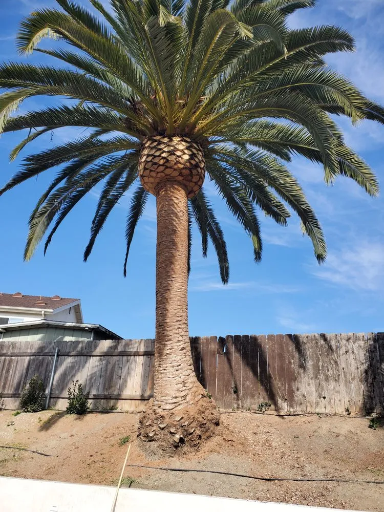 Expert landscaping services in Carlsbad, CA - A's Arbor Care