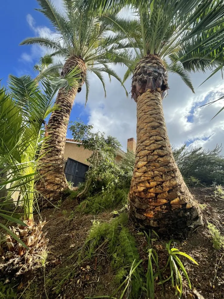 Professional landscape design in Carlsbad, CA - A's Arbor Care