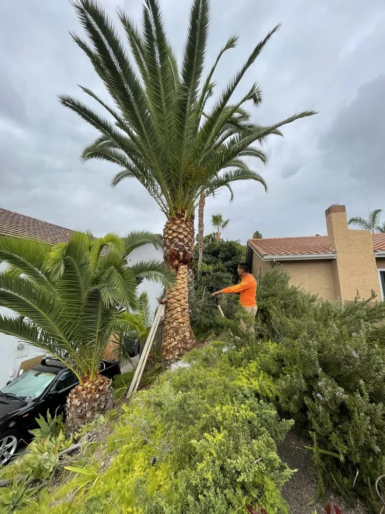 Trusted landscaping services in Carlsbad, CA by A's Arbor Care