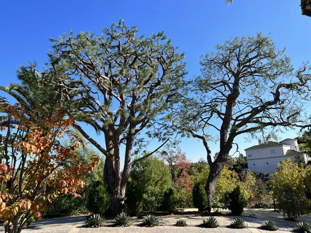 Local residential landscaping for year-round maintenance in Rowland Heights, CA by A&S Landscape Maintenance