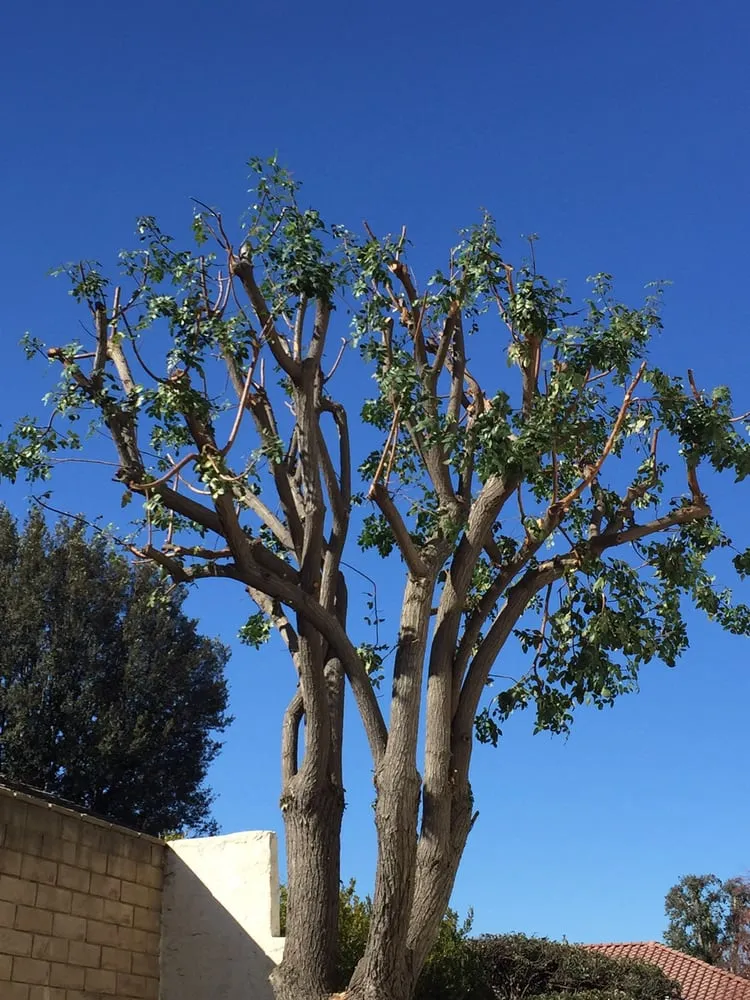 Top-rated landscape design for residential properties in Rowland Heights, CA by A&S Landscape Maintenance