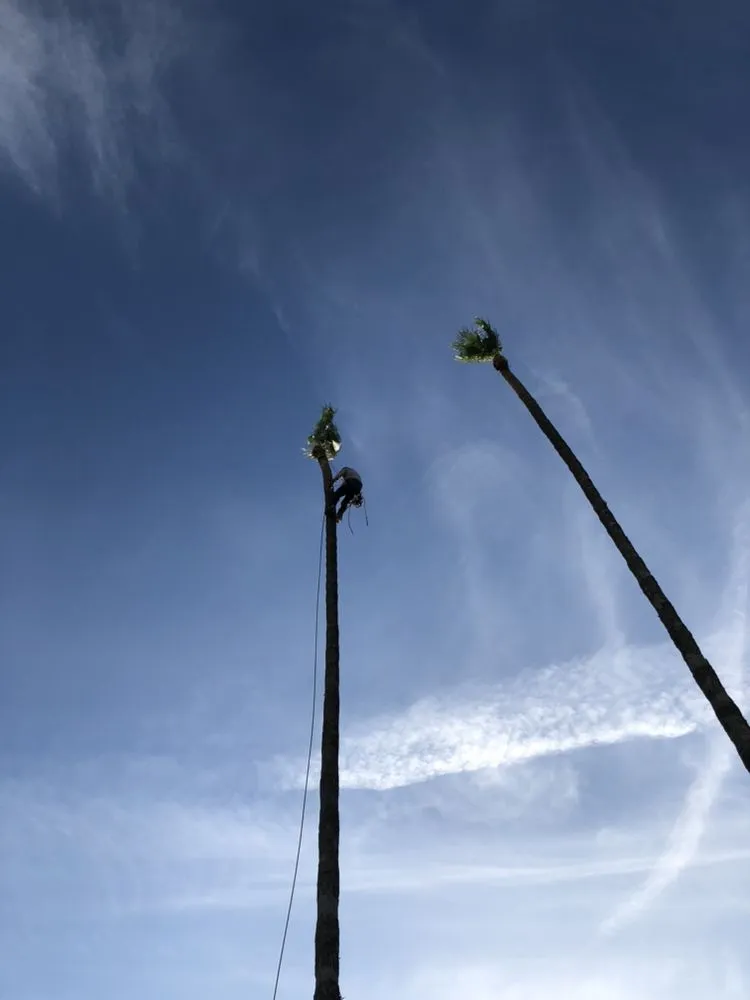 Custom lawn care service in Rowland Heights, CA by A&S Landscape Maintenance