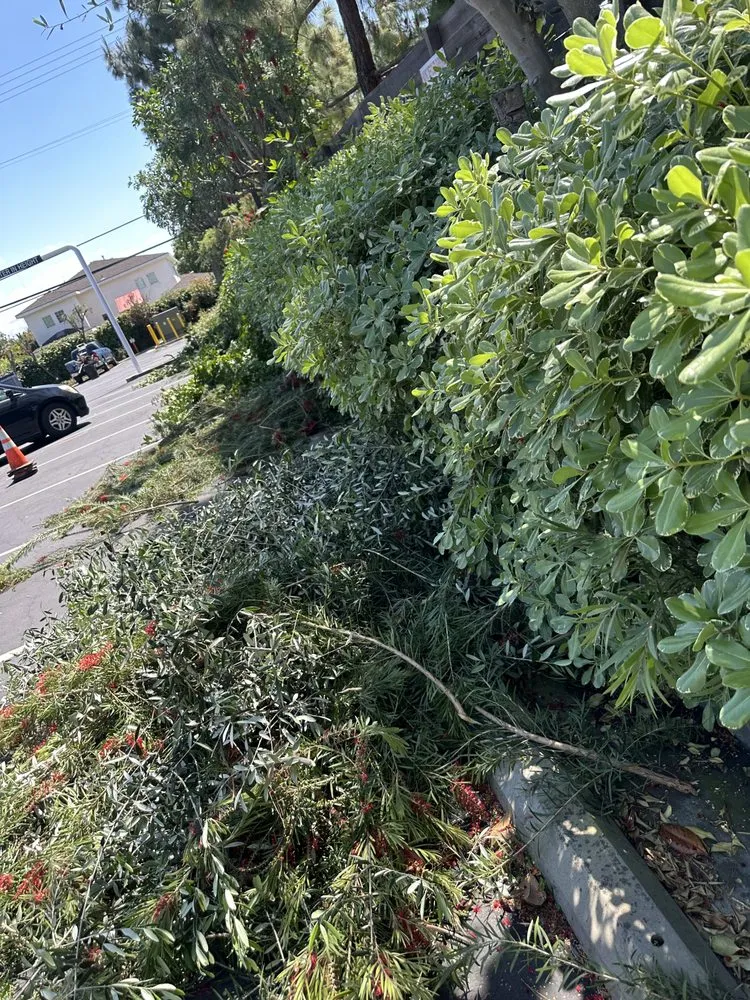 Local residential landscaping experts serving East Rancho Dominguez, CA - AS Landscaping