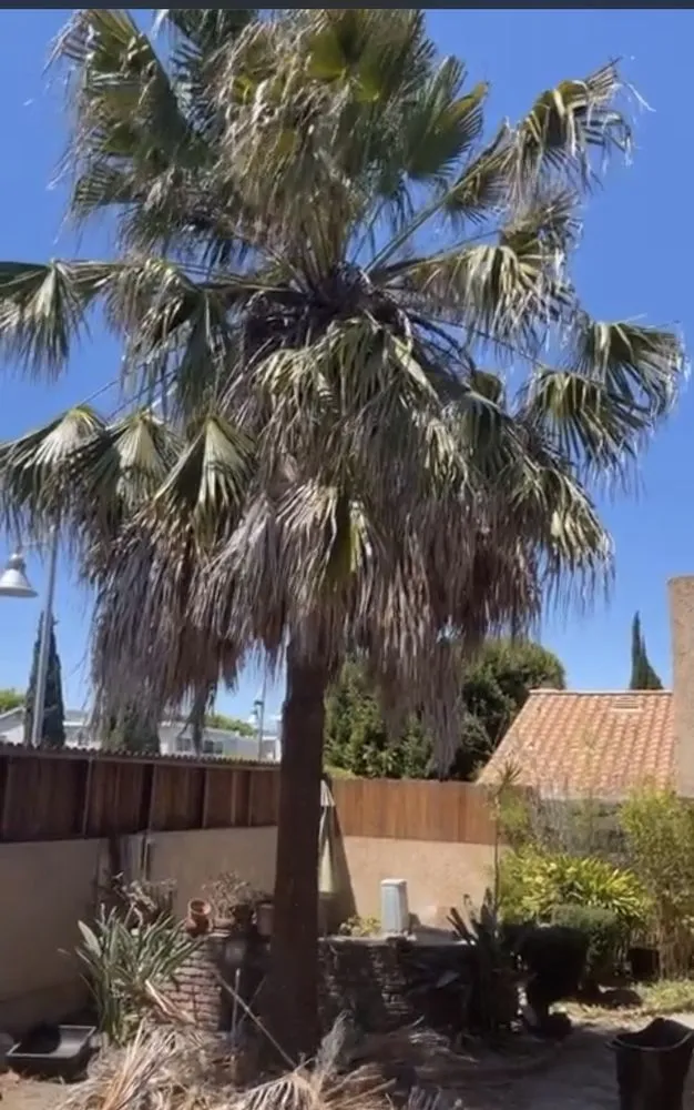 Trusted yard cleanup service in East Rancho Dominguez, CA - AS Landscaping