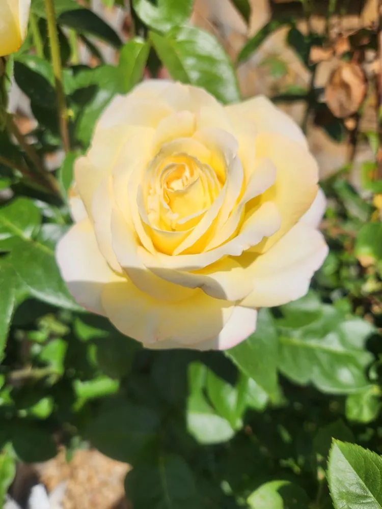 Local residential landscaping in Staunton, VA - A&S Painting and Landscaping