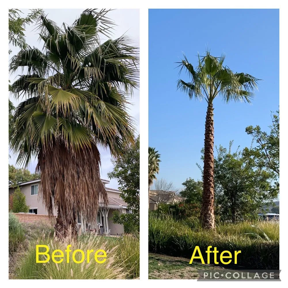 Trusted yard cleanup service in Placentia, CA by A's Tree Service