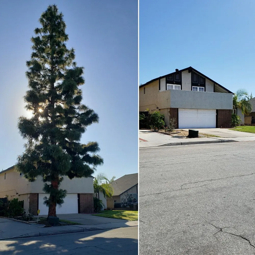 Expert yard maintenance with custom design across Placentia, CA - A's Tree Service