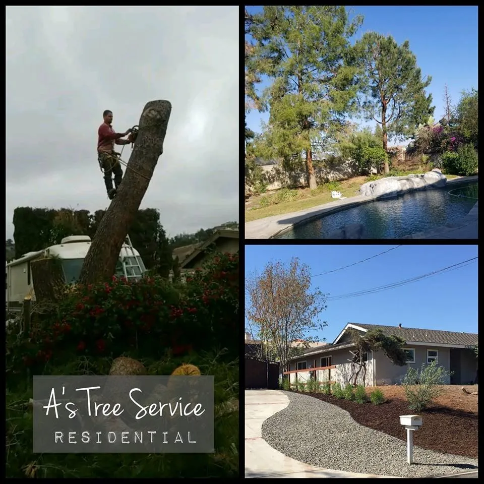 Reliable lawn care service experts serving Placentia, CA - A's Tree Service