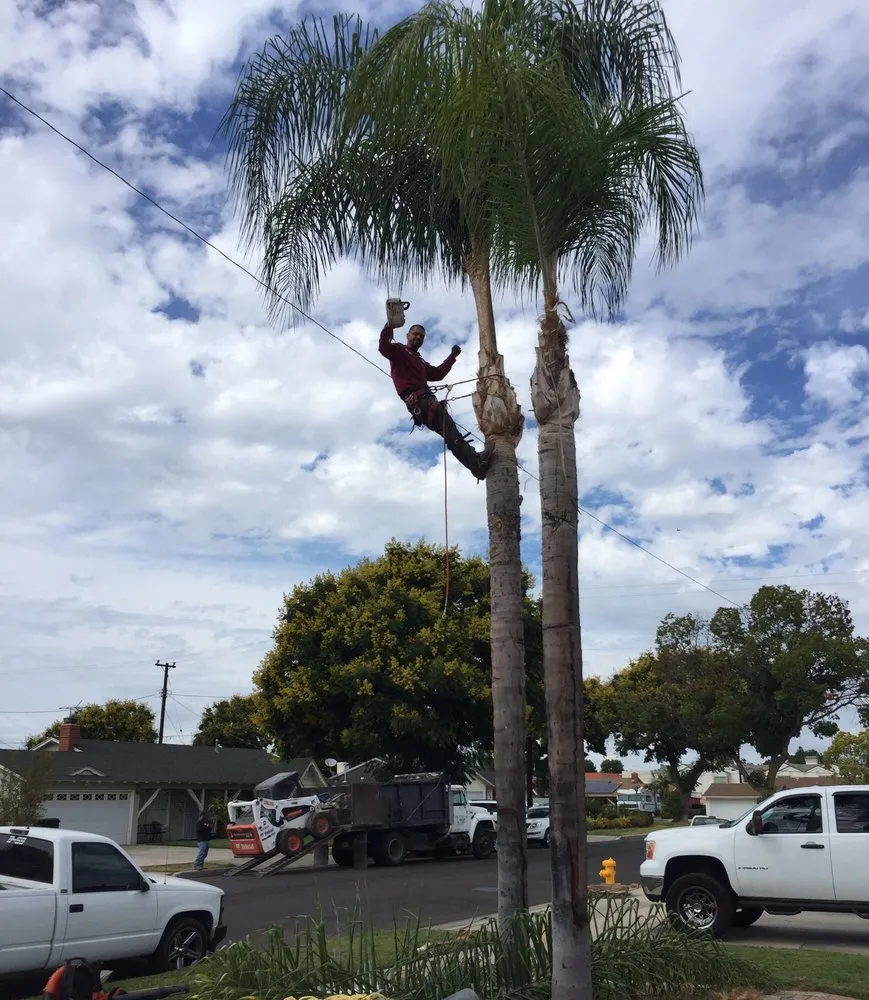 Trusted lawn care service in Placentia, CA - A's Tree Service